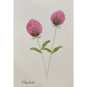Hand painted watercolor original painting clover thistle